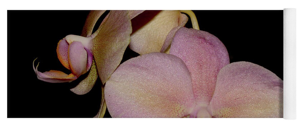 Nature Yoga Mat featuring the photograph Orchid 2016 1 by Robert Morin