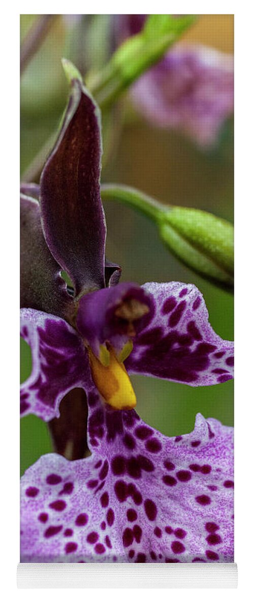 Orchid Yoga Mat featuring the photograph Orchid - Caucaea rhodosticta by Heiko Koehrer-Wagner