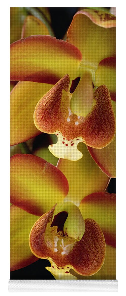 Mp Yoga Mat featuring the photograph Orchid Eriopsis Sceptrum, Sipapo Tepui by Mark Moffett