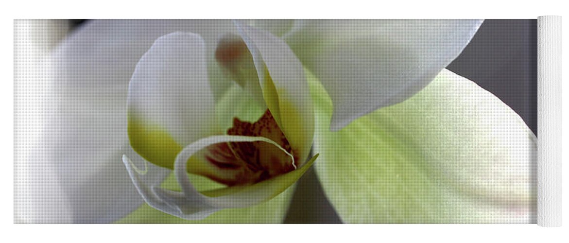 White Orchid Yoga Mat featuring the photograph Orchid for Valentines Day by David Bearden