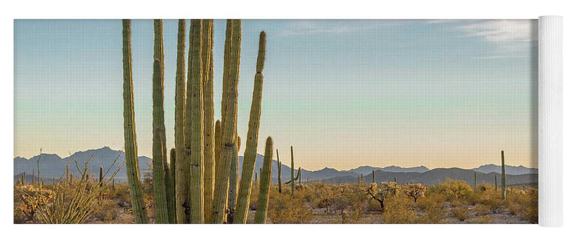 Cactus Yoga Mat featuring the photograph Organ Pipe nearing Twilight by Jeff Hubbard