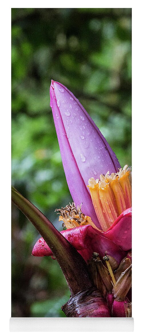 Cloud Forest Yoga Mat featuring the photograph Ornamental Banana Flower by Kathy McClure