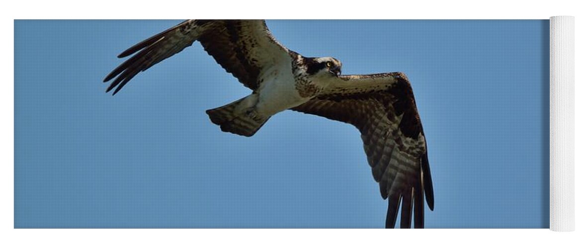 Outdoor Yoga Mat featuring the photograph Osprey by David Porteus