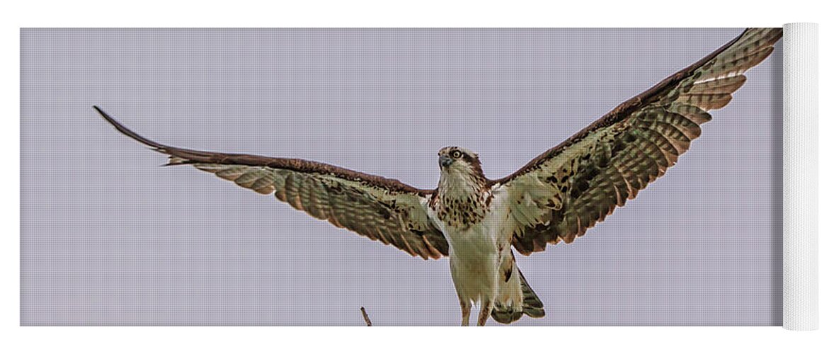 California Yoga Mat featuring the photograph Osprey Take Off by Marc Crumpler