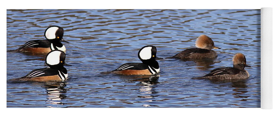 Hooded Merganser Yoga Mat featuring the photograph Out for a Stroll by Travis Truelove