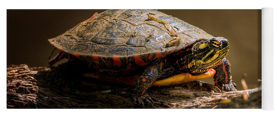 Turtle Yoga Mat featuring the photograph Painted Turtle by Bill Wakeley