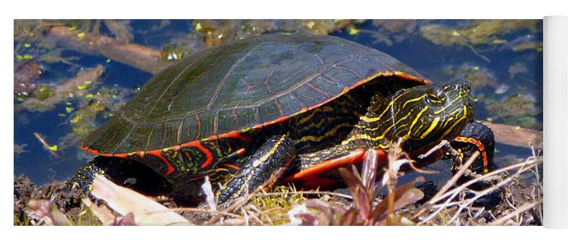 Painted Turtle Yoga Mat featuring the photograph Painted Turtle by Jean Evans