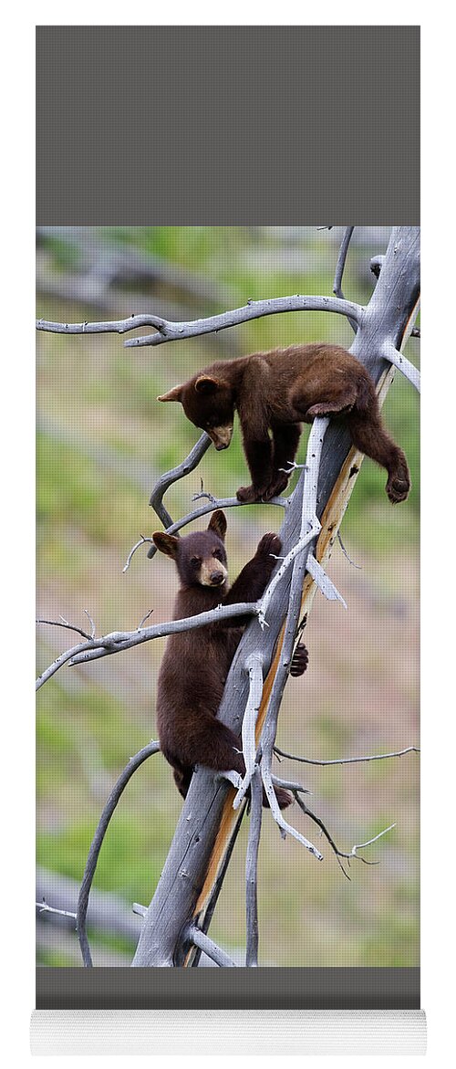 Bear Yoga Mat featuring the photograph Pair of Bear Cubs in a Tree by Mark Miller