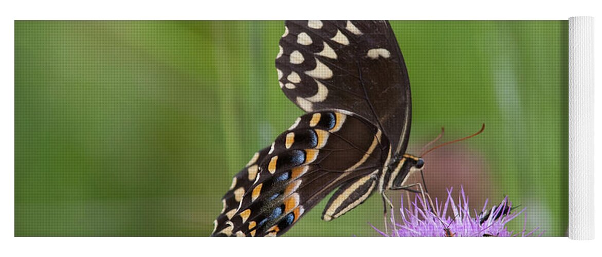 Swallowtail Yoga Mat featuring the photograph Palamedes Swallowtail and Friends by Paul Rebmann