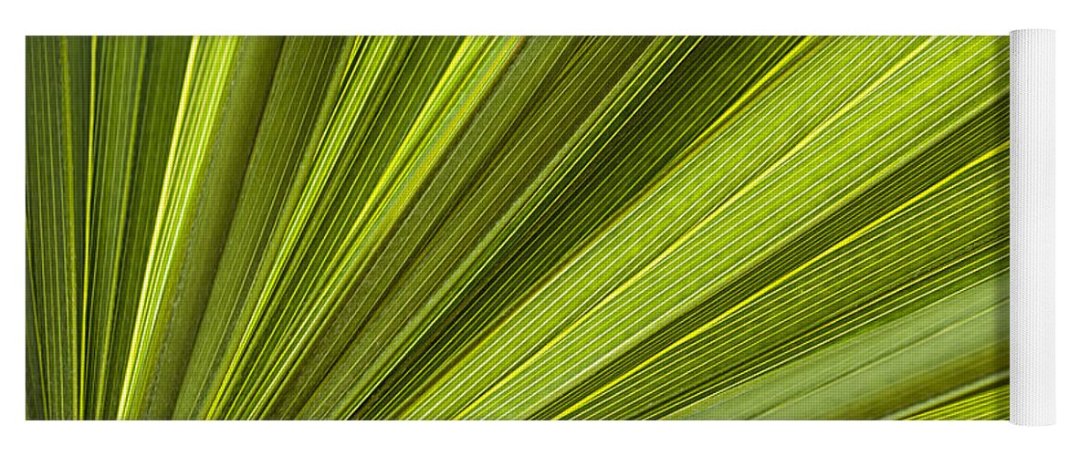 Leaf Yoga Mat featuring the photograph Palm leaf abstract by Elena Elisseeva