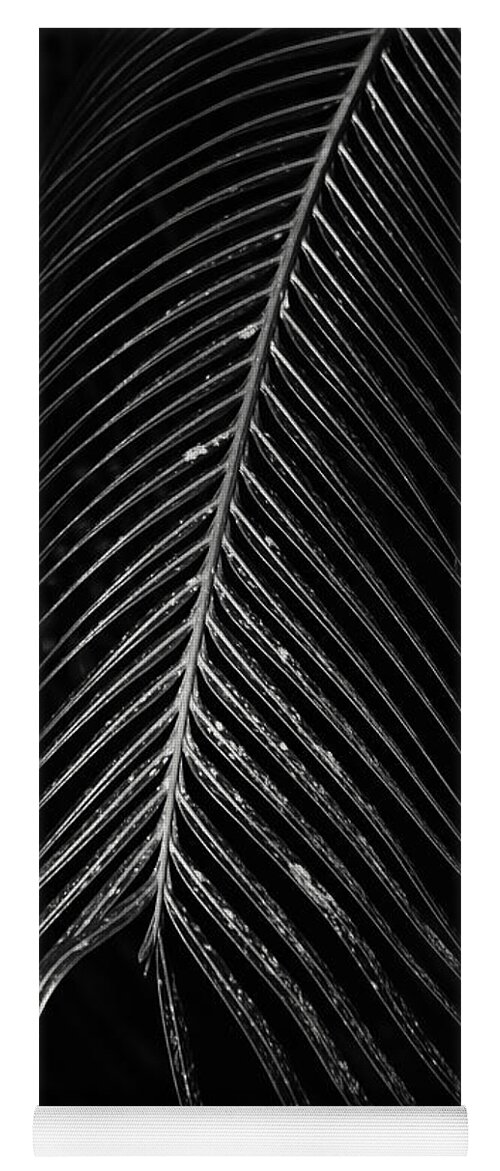 Palm Leaf Yoga Mat featuring the photograph Palm Leaf by Deborah Benoit