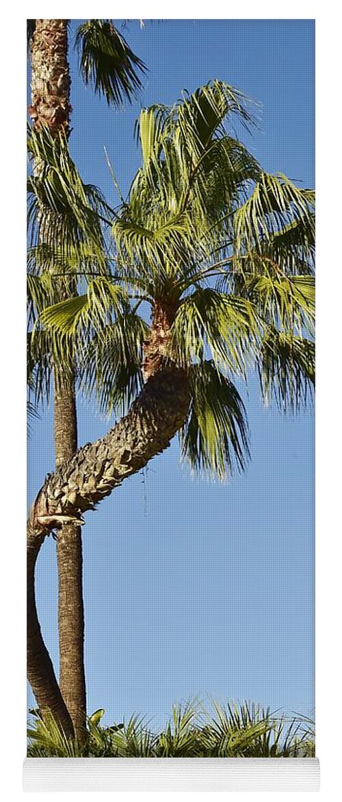 Linda Brody Yoga Mat featuring the photograph Palm Tree Needs A Chiropractor by Linda Brody