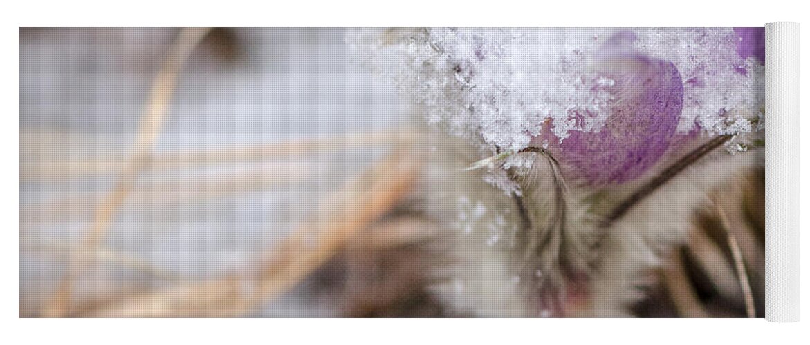 Dakota Yoga Mat featuring the photograph Pasqueflower in the Snow by Greni Graph