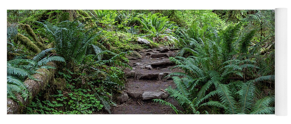 Ferns Yoga Mat featuring the photograph Pathway into the Forest by Roslyn Wilkins
