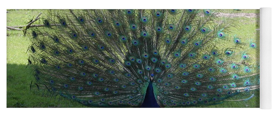 Peacock Yoga Mat featuring the photograph Peacock by Michelle Miron-Rebbe