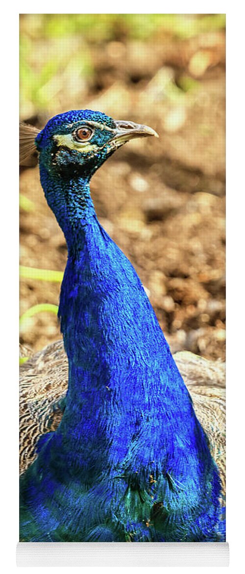 Male Yoga Mat featuring the photograph Peacock Profile by Robert Bales