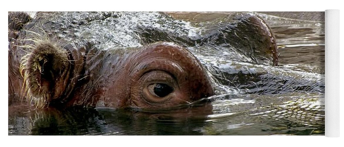 Hippo Yoga Mat featuring the photograph Peek-a-Boo by Jennifer Wheatley Wolf