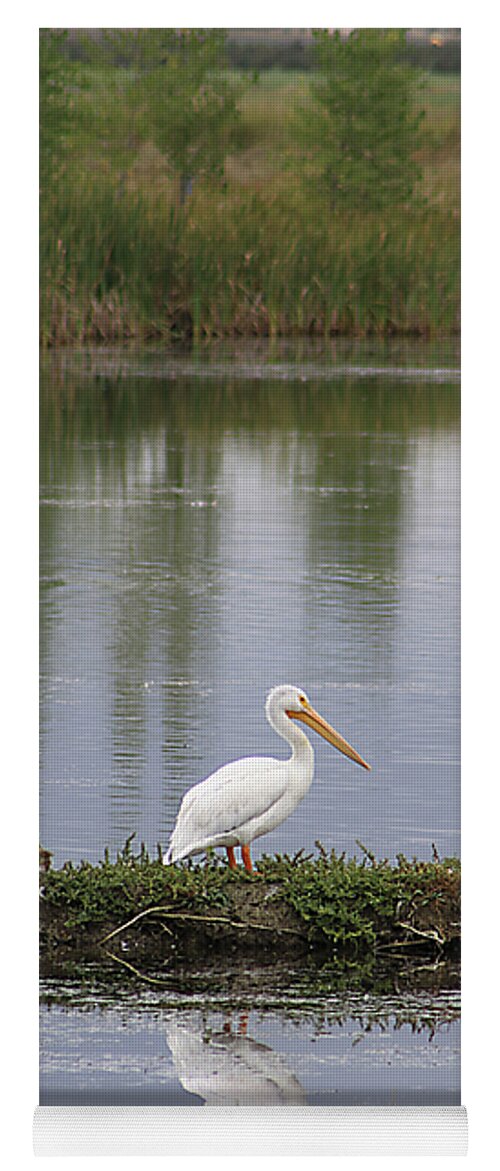 Bird Yoga Mat featuring the photograph Pelican Reflection by Alyce Taylor