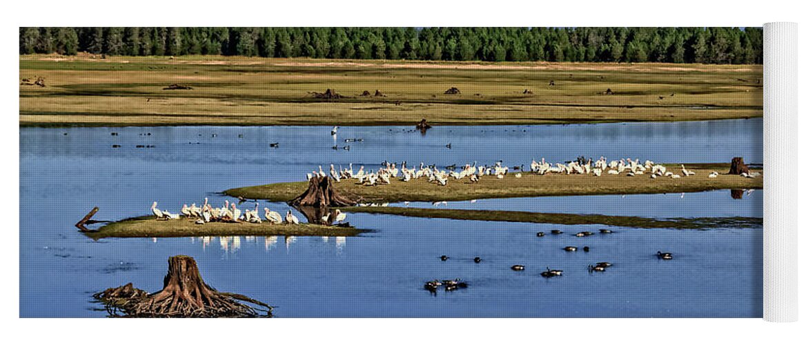 Wild Yoga Mat featuring the photograph Pelicans Gathering by Robert Bales