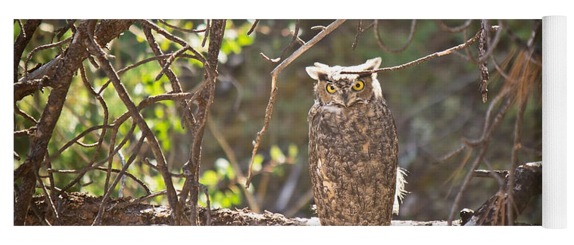 Great Horned Owl Yoga Mat featuring the photograph Perfect Camouflage by Diane Mintle