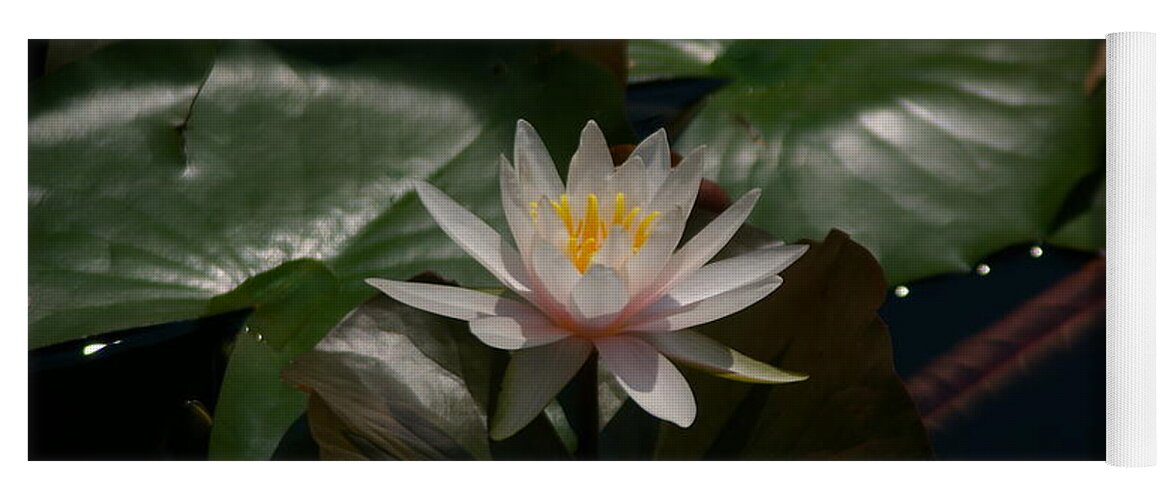 Pale Yoga Mat featuring the photograph Perfect Pink Lotus Waterlily Flower by Jackie Irwin