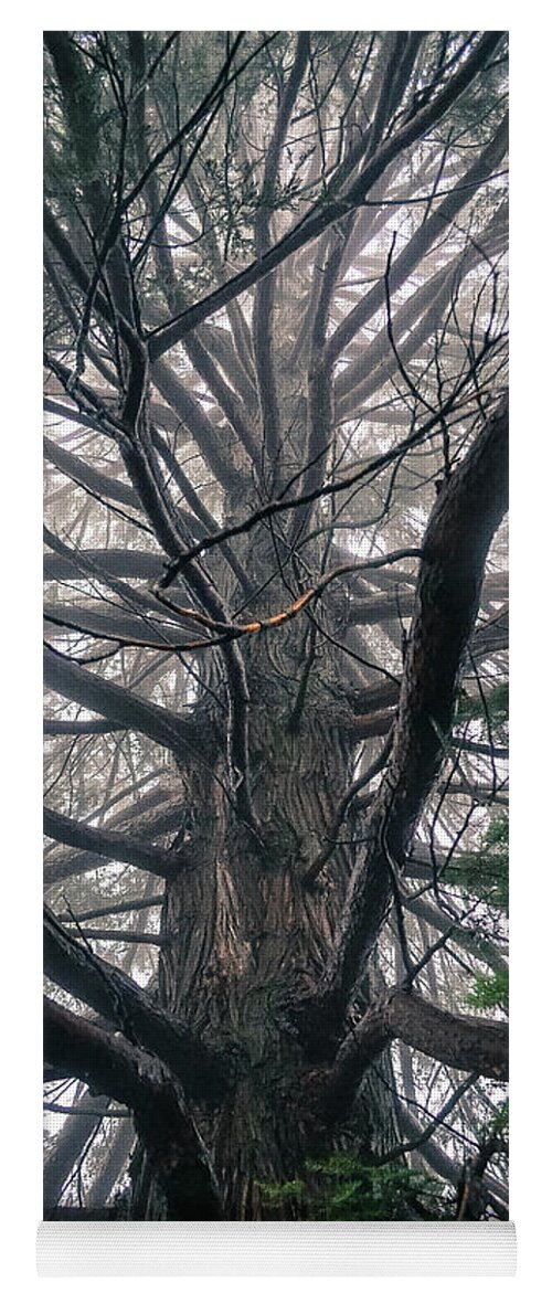 Tree Yoga Mat featuring the photograph Perspective by Jody Partin