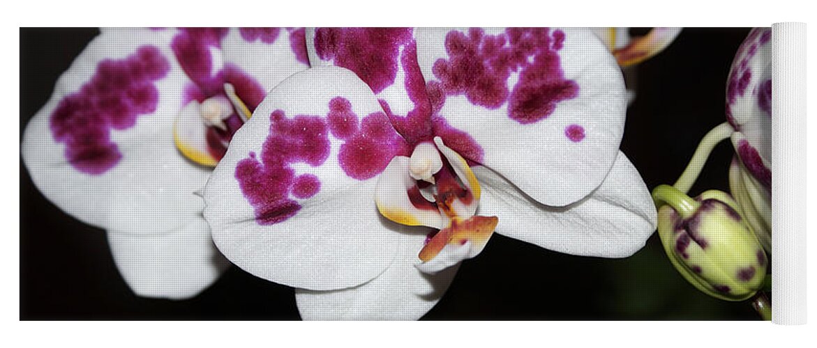 Birmingham Yoga Mat featuring the photograph Phalaenopsis Hybrid Orchid by Everett Spruill