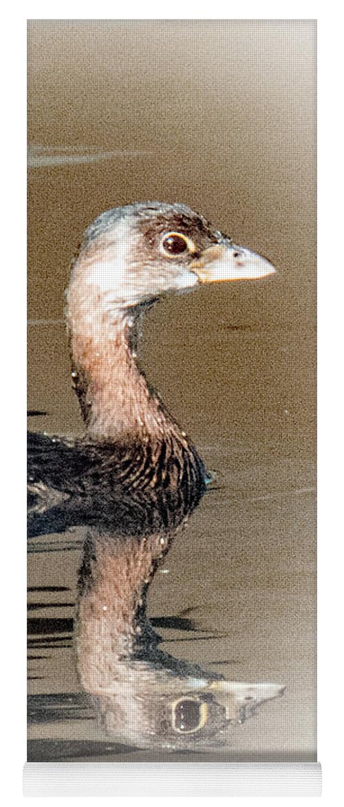 Wildlife Yoga Mat featuring the photograph Pied-billed Grebe by T Guy Spencer