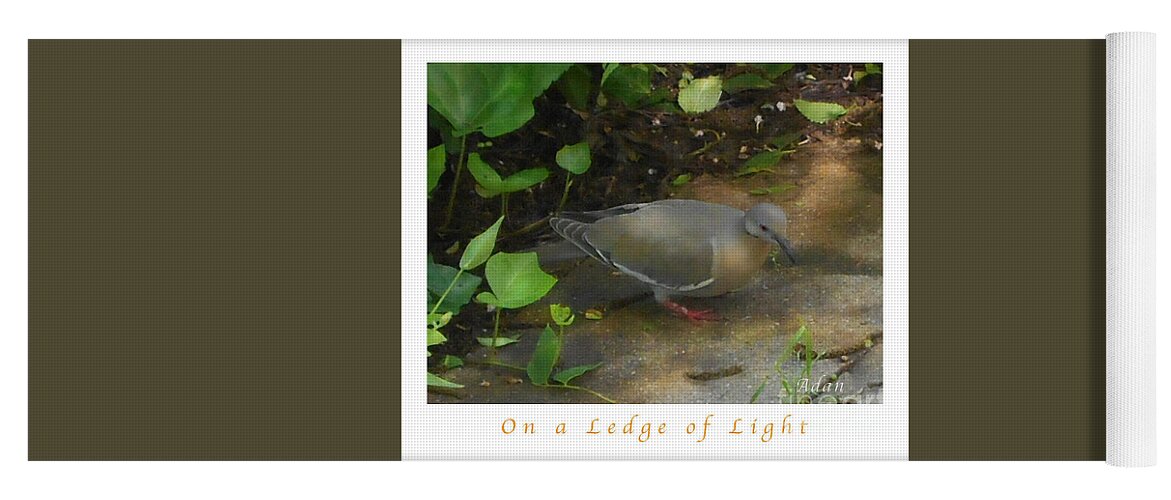 Single Pigeon Yoga Mat featuring the photograph Pigeon Poster by Felipe Adan Lerma