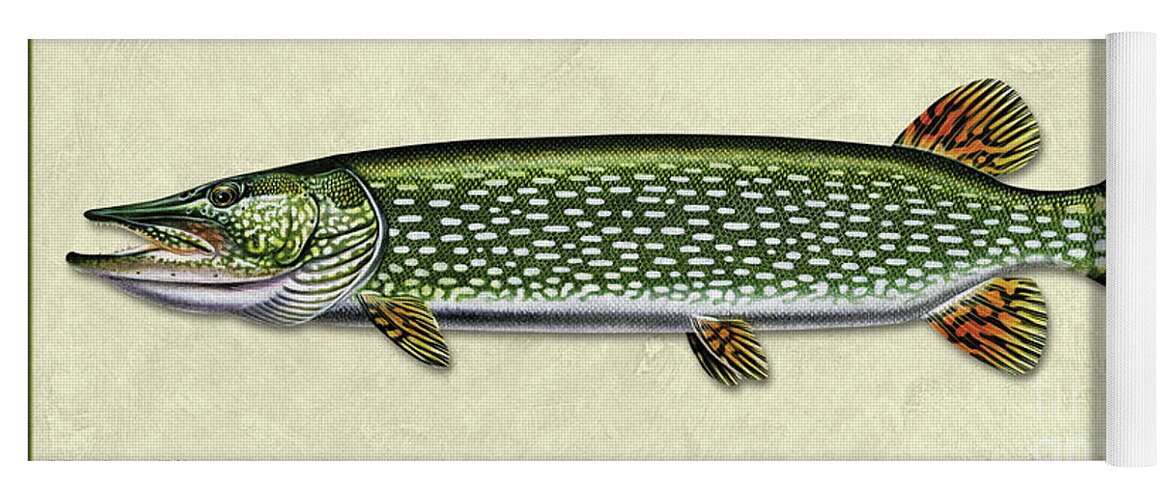 Jon Q Wright Northern Pike Pickeral Freshwater Gamefish Fishing Print Poster Tackle Lake Fish Id Yoga Mat featuring the painting Pike ID by Jon Q Wright