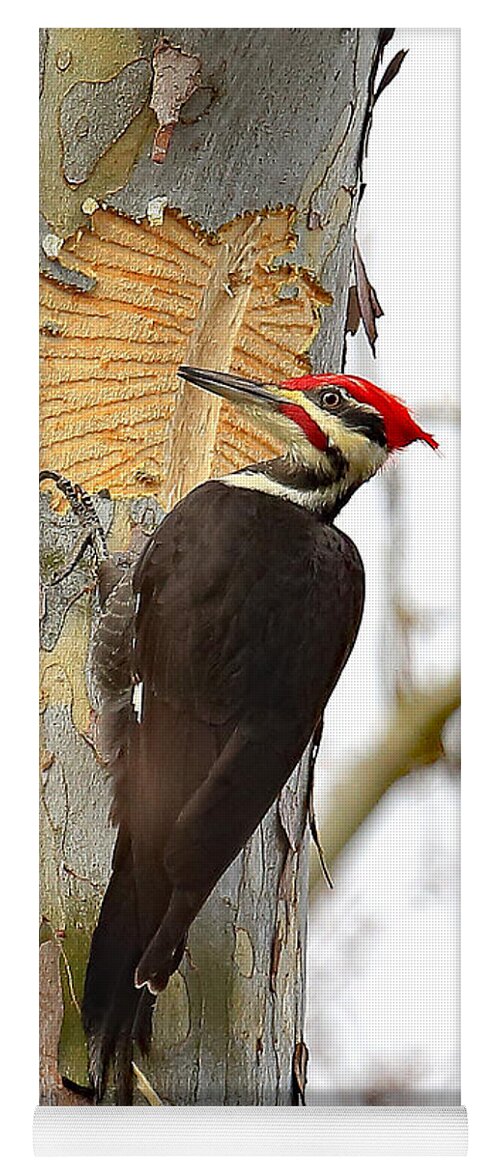 Pileated Woodpecker Yoga Mat featuring the photograph Pileated Woodpecker Artwork by PJQandFriends Photography