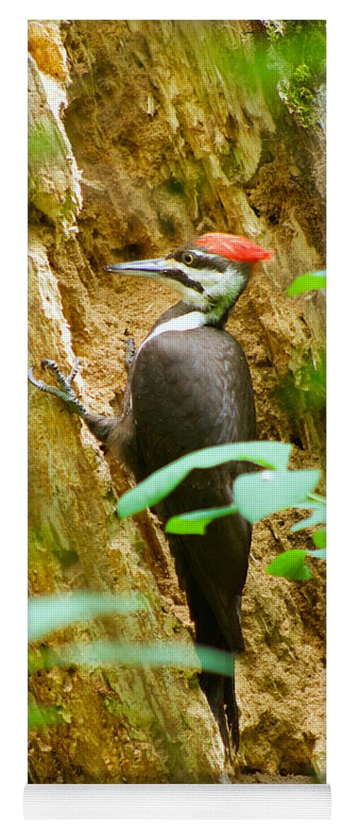 Photography Yoga Mat featuring the photograph Pileated Woodpecker by Sean Griffin