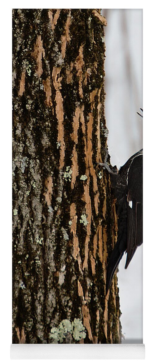 Woodpecker Yoga Mat featuring the photograph Pileated Woodpecker by Skip Tribby