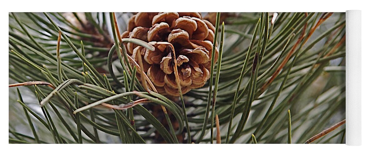  Yoga Mat featuring the photograph Pine cone by Christopher Rowlands