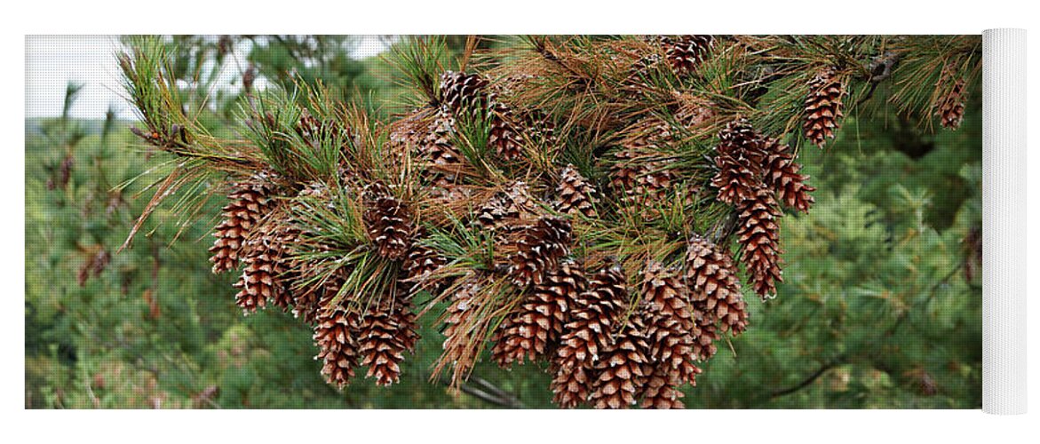 Pine Cone Yoga Mat featuring the photograph Pine Cones by Sandy Keeton