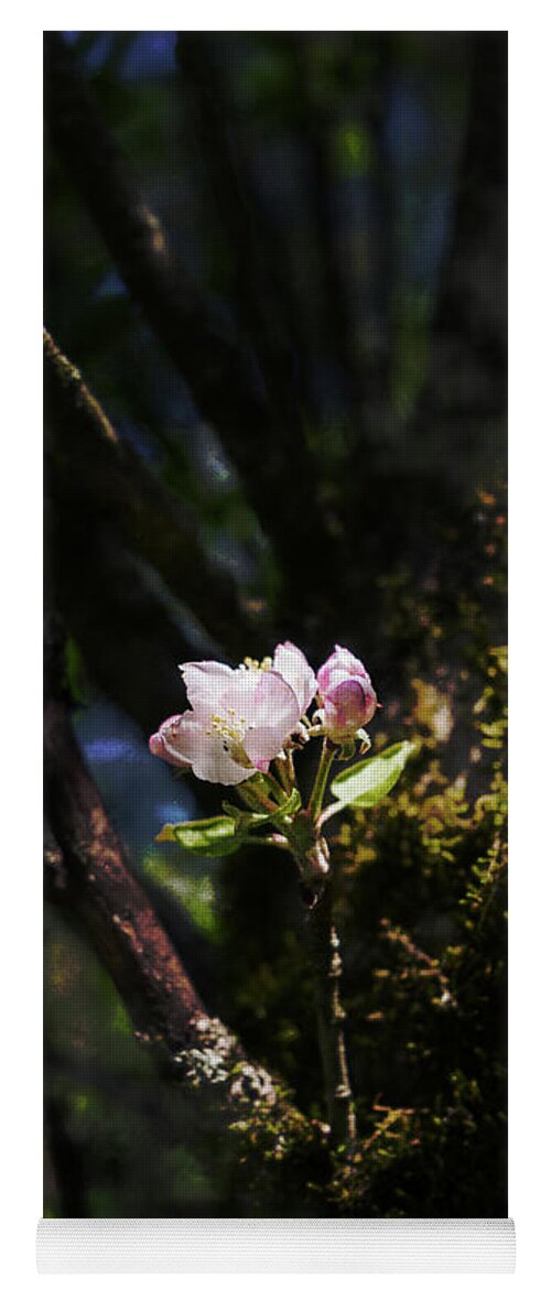 Apple Blossom Yoga Mat featuring the photograph Pink Apple Blossom by Sharon Popek
