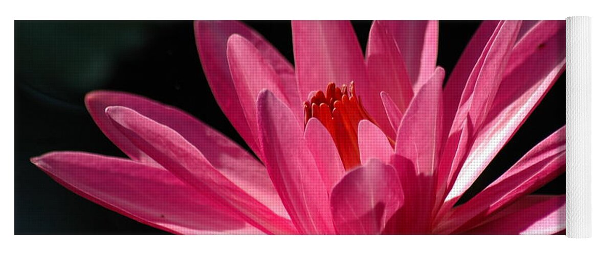 Water Lily Yoga Mat featuring the photograph Pink Beauty by Carolyn Marshall