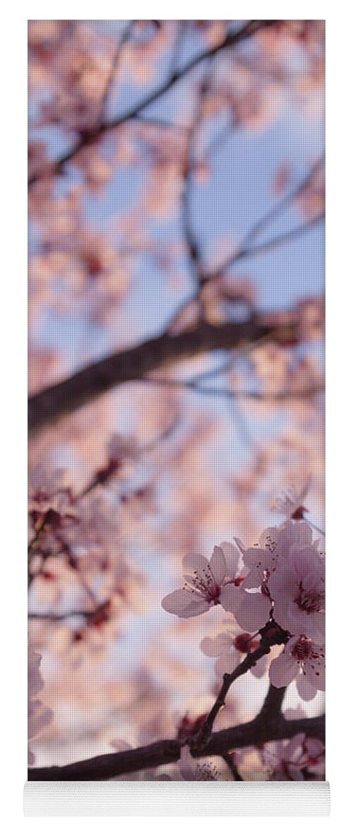 Cherry Blossoms Yoga Mat featuring the photograph Pink Cherry Blossoms by Ana V Ramirez