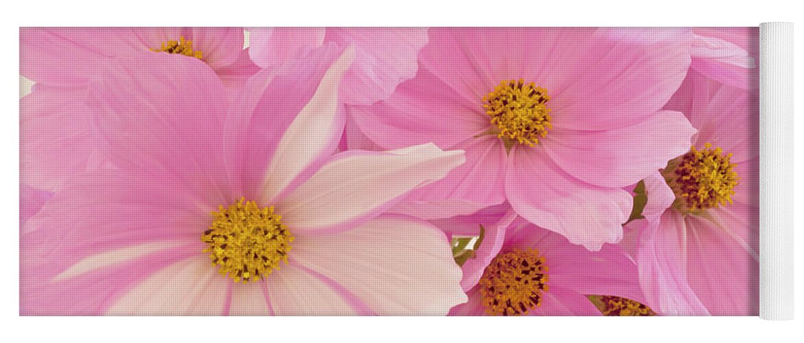 Cosmo Yoga Mat featuring the photograph Pink Cosmos Sonata by Sandra Foster