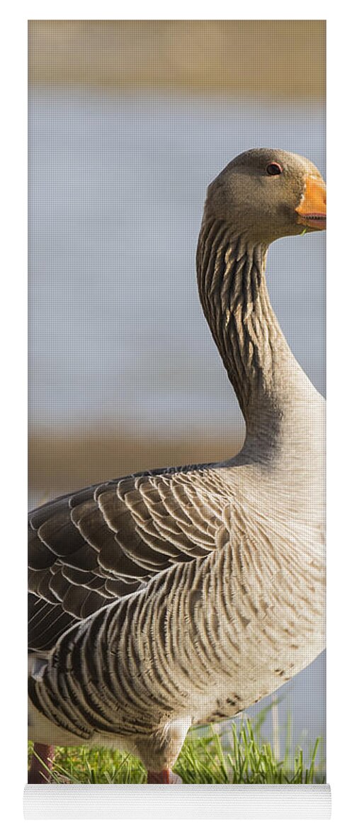 Anser Yoga Mat featuring the photograph Pink footed Goose by Chris Smith