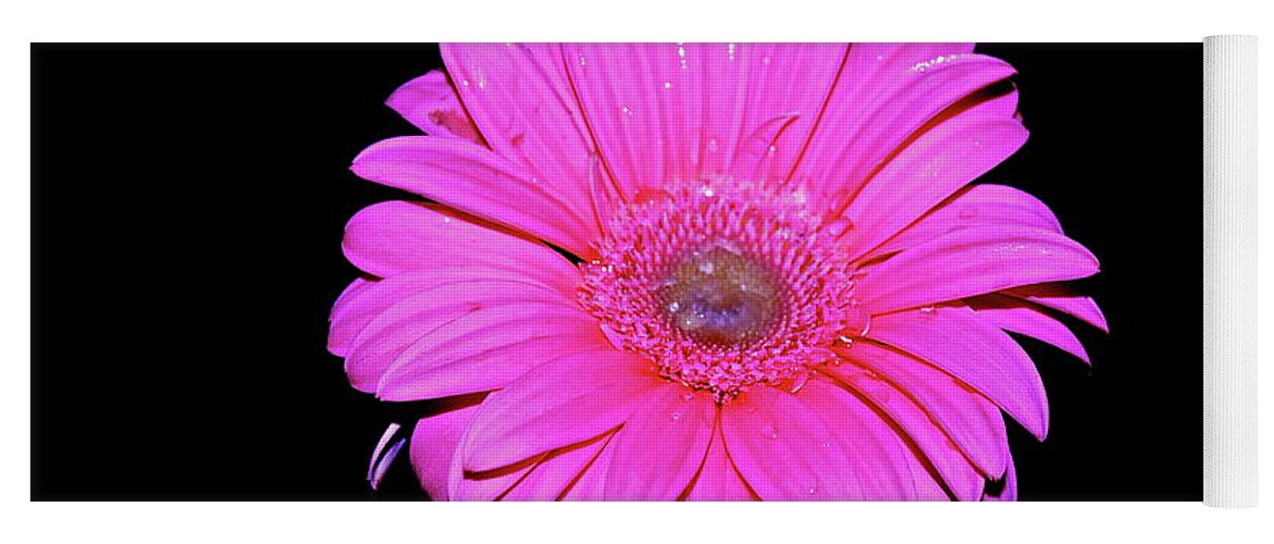 Daisy Yoga Mat featuring the photograph Pink Gerbera on black by Linda Bianic