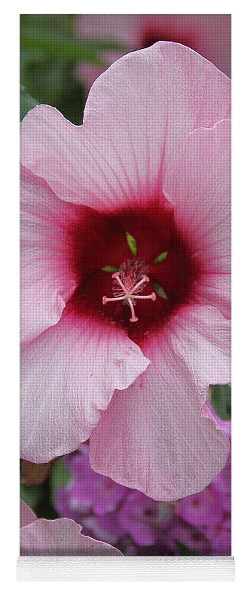 Flower Yoga Mat featuring the photograph Pink Hibiscus by Allen Nice-Webb