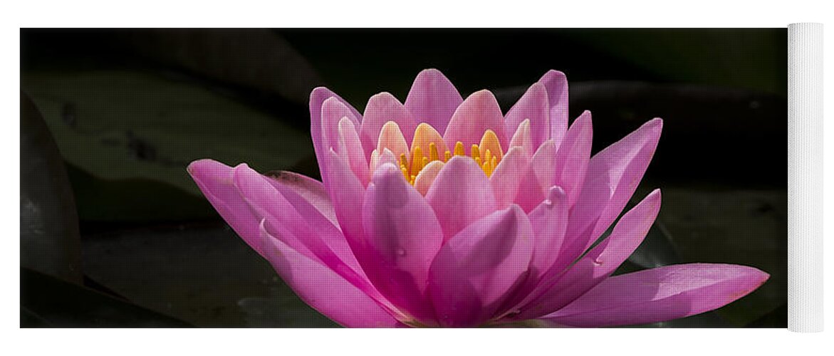 Flower Yoga Mat featuring the photograph Pink Lotus by Andrea Silies