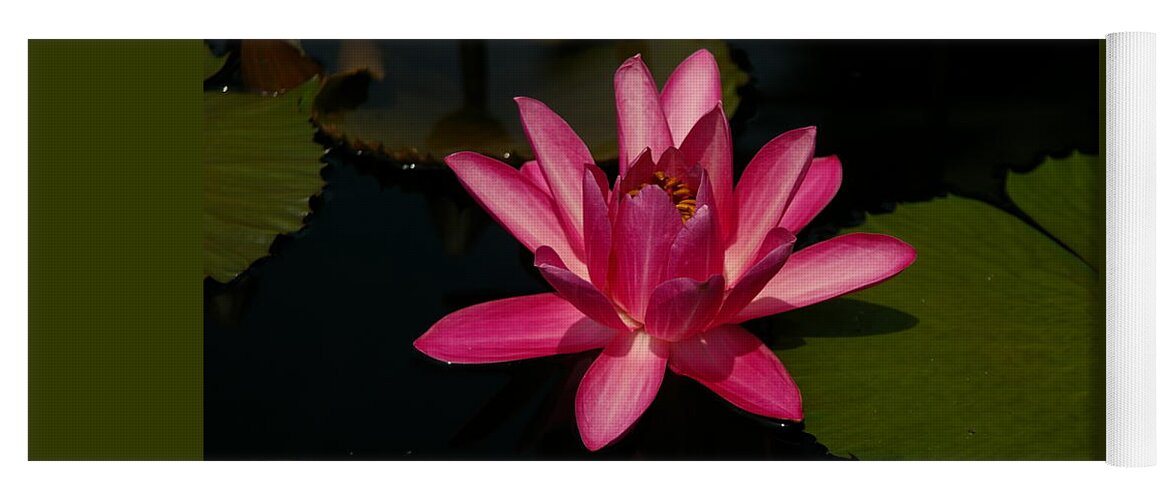 Pink Yoga Mat featuring the photograph Pink Lotus Waterlily by Jackie Irwin