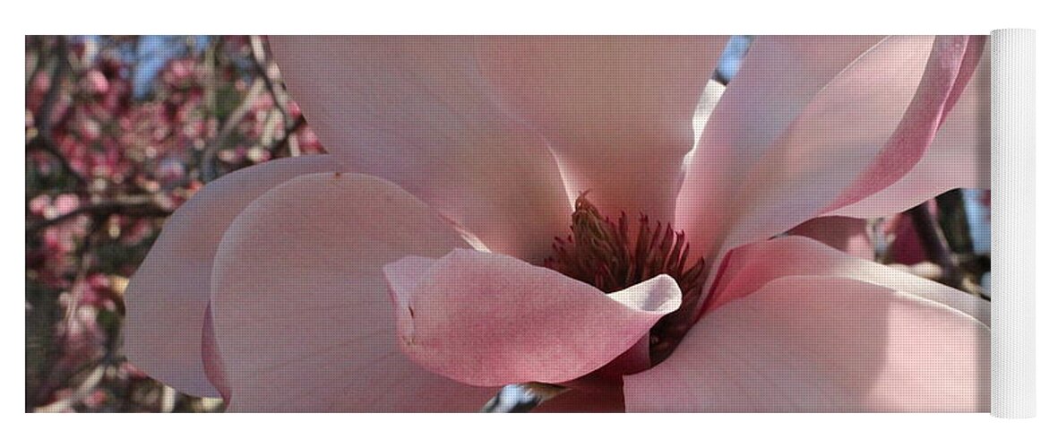 Magnolia Flower Yoga Mat featuring the photograph Pink Magnolia in Full Bloom by Dora Sofia Caputo