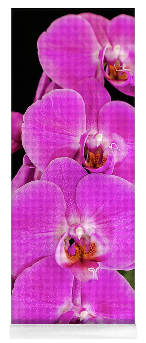 Pink Orchid Yoga Mat featuring the photograph Pink orchid against a black background by Andy Myatt