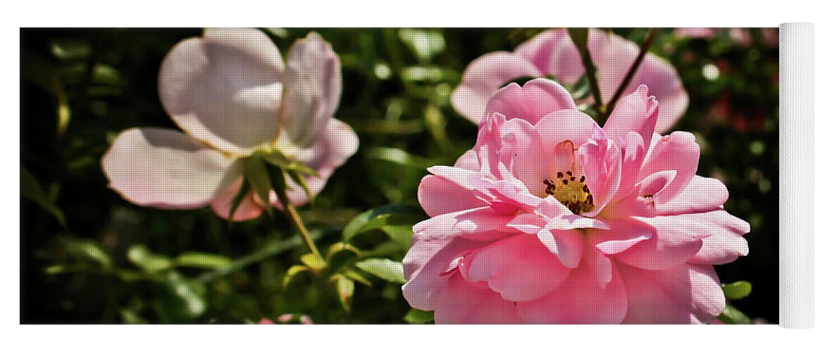 Pink Roses Photographs Yoga Mat featuring the photograph Pink Passion by Joann Copeland-Paul