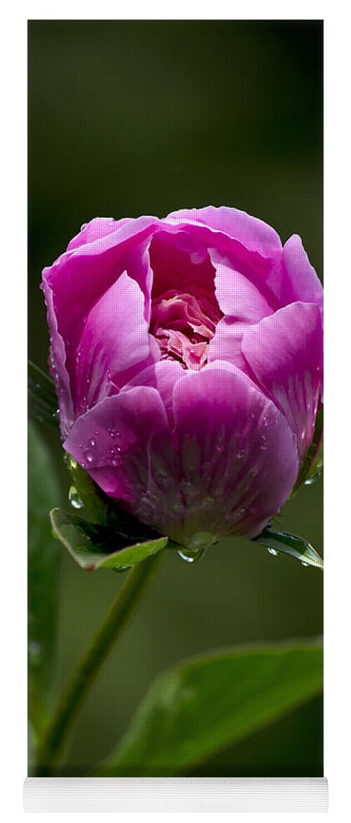 Flowers Yoga Mat featuring the photograph Pink Peony Flower by Christina Rollo