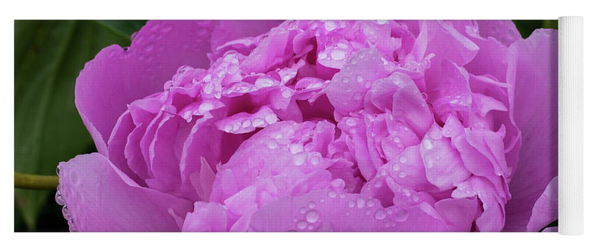 Flowers Yoga Mat featuring the photograph Pink Peony by Steven Clark