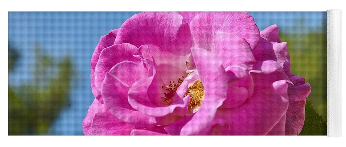 Linda Brody Yoga Mat featuring the photograph Pink Rose Against Blue Sky II by Linda Brody